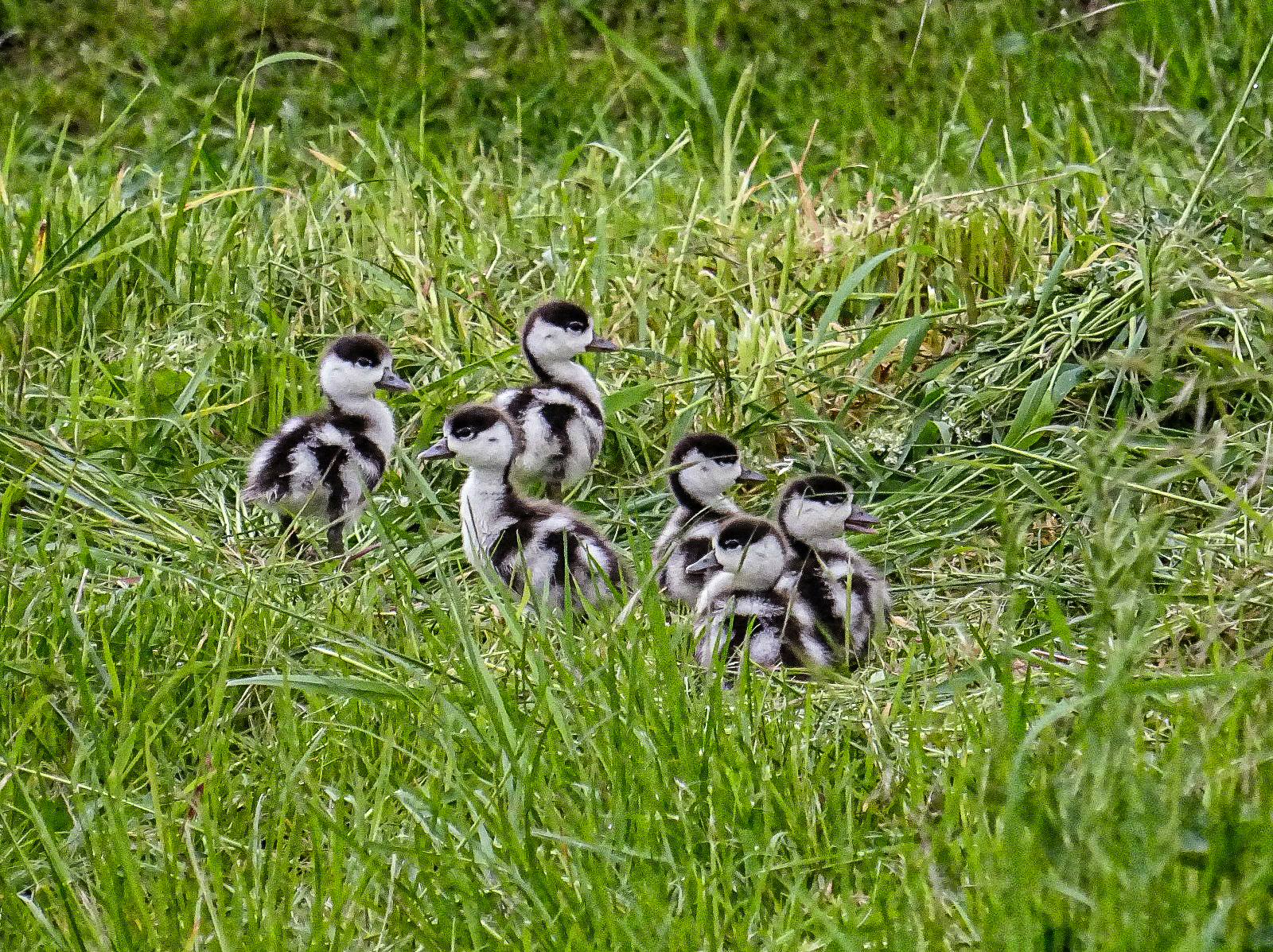 Six poussins Tadorne de Belon (Common shelduck, Tadorna tadorna), refoulés dans le pré bordant la rue du Pont Supply,  Rietz du vinage de Mont-Bernanchon, Hauts de France. Photo Guy Lefebvre.